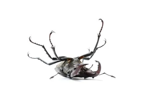 Beetle on its back, stag beetle Stock Photos