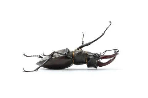 Beetle on its back, stag beetle Stock Photos