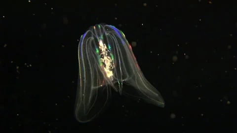 Beetle Jellyfish 库存影片 170357411
