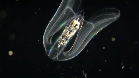 Beetle Jellyfish Stock Footage 170357421