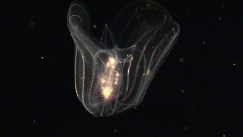 Beetle Jellyfish Stock Footage 170357457