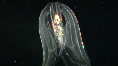 Beetle Jellyfish Stock Footage 170357500