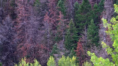 Beetle Killed Pine Trees in Forest | Stock Video | Pond5