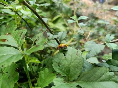 A beetle landed on a leaf Stock Photos