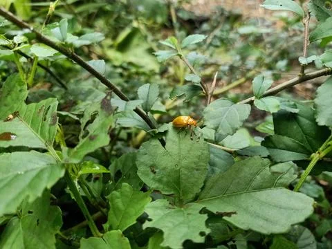 A beetle landed on a leaf Foto stock