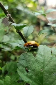 A beetle landed on a leaf Stock Photos