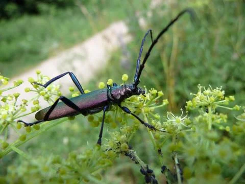 Beetle with large antennas Stock Photos