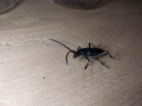 A beetle with a large mustache crawls through the wood Stock Photos