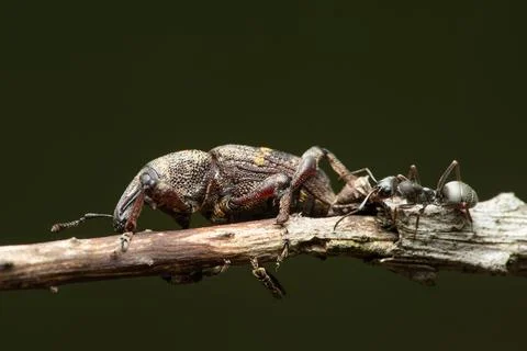 Beetle Large pine weevil Stock Photos