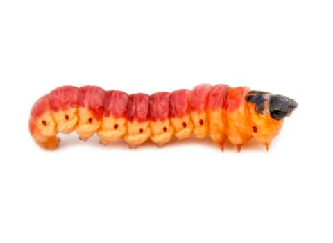 Beetle larva 1. Stock Photos