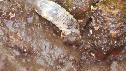 Beetle larva burrow the soil close to the stem Stock Footage 91334246