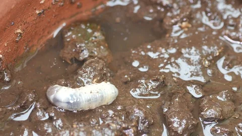 Beetle larva burrow the soil Stock Footage 91333384
