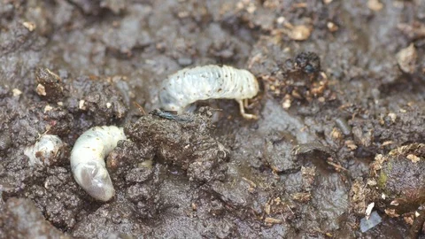 Beetle larva burrow the soil Stock Footage 91333701