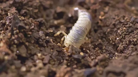Beetle Larva Stock Footage 158239839