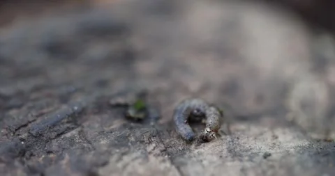 Beetle Larva Stock Footage 320147705