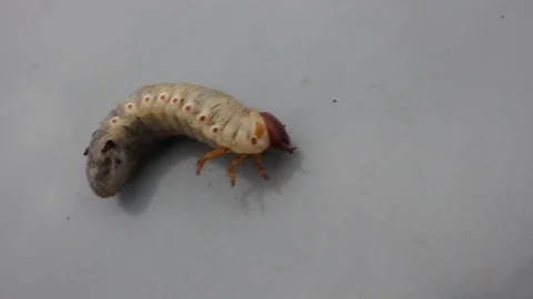 Beetle larva on a gray background Vídeo Stock 95244443