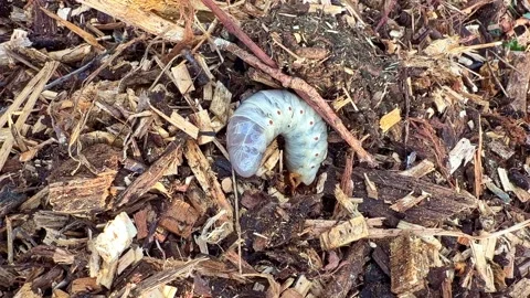 Beetle Larva Hides In Wood Chips Video stock 340603624