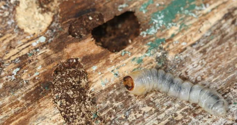 Beetle Larva Moving on Wood Surface Stock Footage 307779200