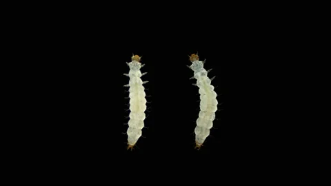 Beetle larva, pest Cryptolestes sp. under the microscope, family Laemophloeidae Stock Footage 145751844