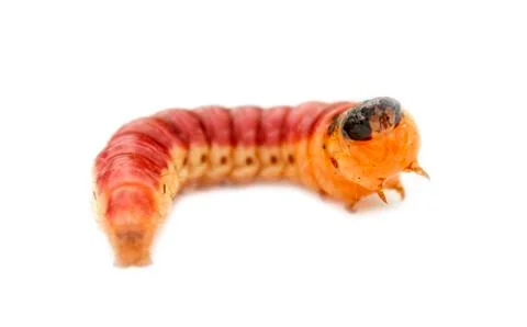 Beetle larva. Stock Photos