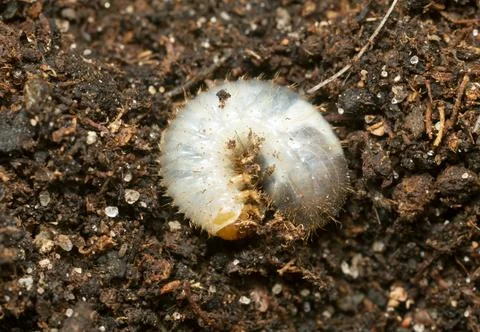 Beetle larva in soil Stock Photos