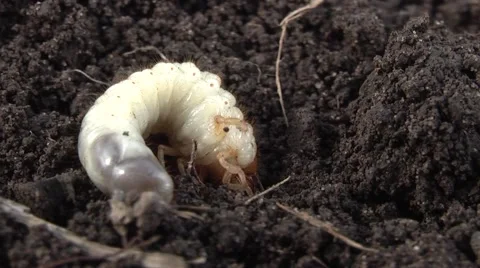 Beetle larvae burrow digging Stock Footage 4895704