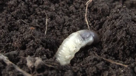 Beetle larvae burrow digging Video stock 4898561