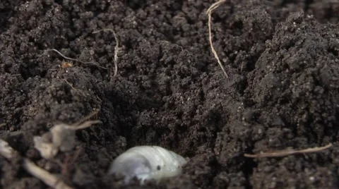 Beetle larvae burrow digging Video stock 4899413