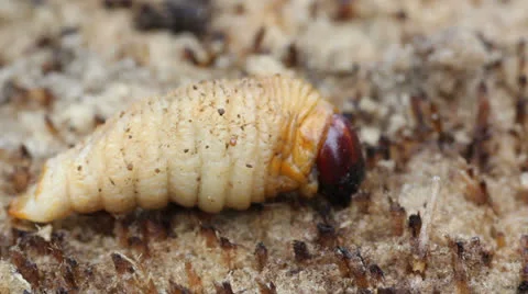 Beetle larvae Stock Footage 25913744
