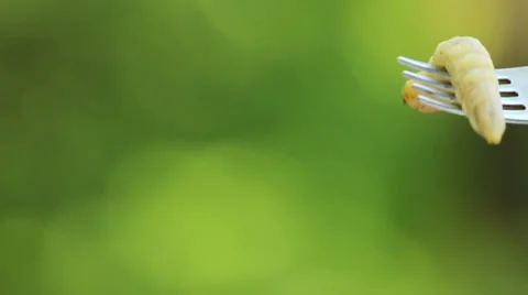 Beetle larvae on a fork. Stock Footage 39004620