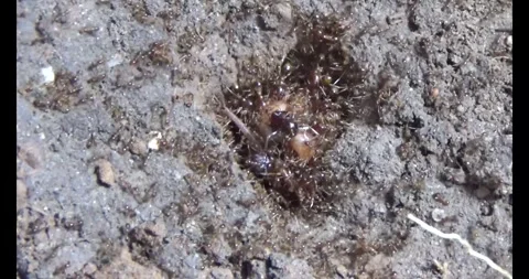 Beetle larvae in the soil Stock Footage 294754114