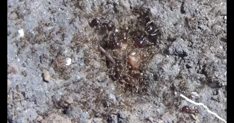 Beetle larvae in the soil Stock Footage 294754129