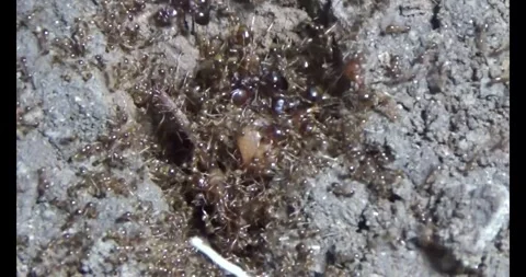 Beetle larvae in the soil Stock Footage 294754220
