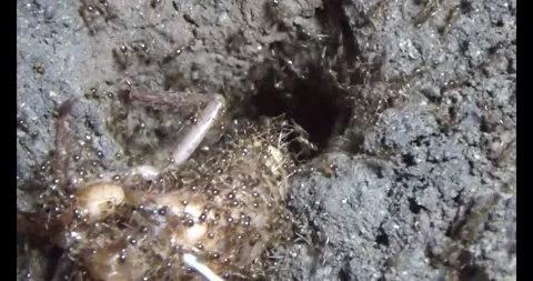 Beetle larvae in the soil Video stock 294754239