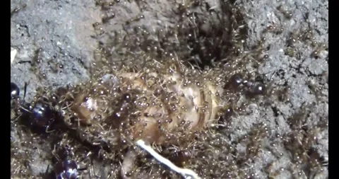 Beetle larvae in the soil Stock Footage 294754318