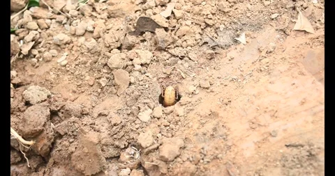 Beetle larvae in the soil Video stock 294754749