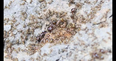 Beetle larvae in the soil Stock Footage 294754820