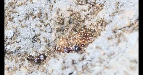 Beetle larvae in the soil Stock Footage 294754871