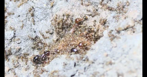 Beetle larvae in the soil Stock Footage 294754872