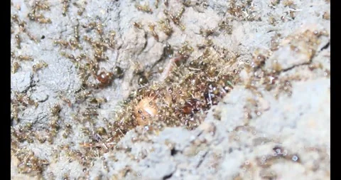 Beetle larvae in the soil Stock Footage 294754901