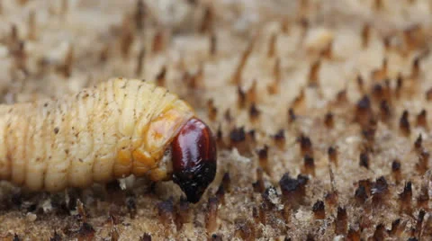 Beetle larvae2 Stock Footage 25914013