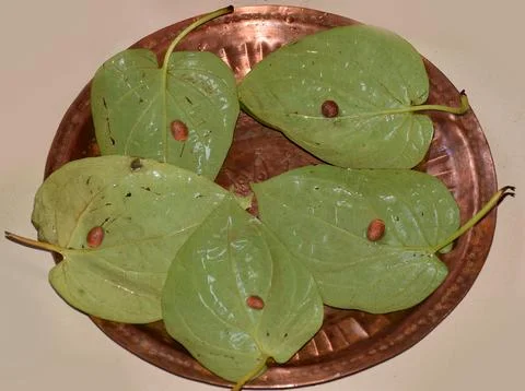 Beetle leaf with beetel nuts Stock Photos