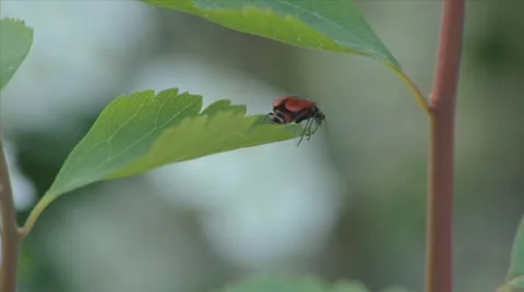 Beetle on a Leaf Video stock 10733400