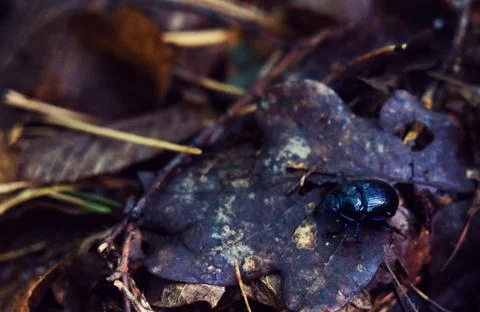 Beetle on a leaf in the forest. Stock Photos
