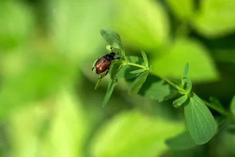 A beetle on a leaf in nature Stock-Fotos