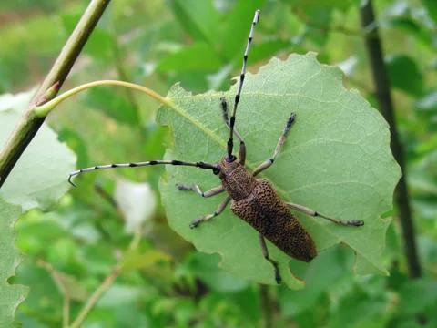 Beetle on leaf Foto stock