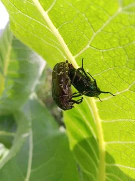 Beetle on a leaf Stockfoto's