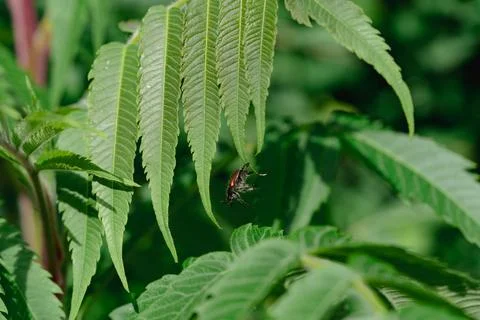 Beetle on a leaf Fotos de archivo
