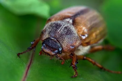 A beetle on a leaf Stock Photos