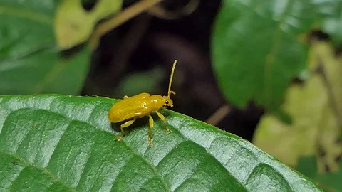 Beetle on leaf in tropical rain forest. Stock-Footage 92468834